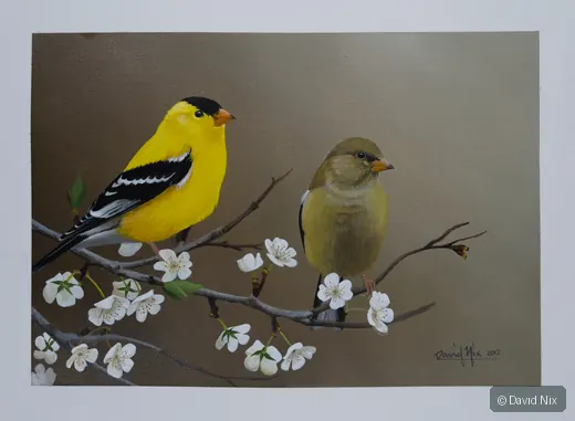 Goldfinch pair on flowering branch, landscape format.