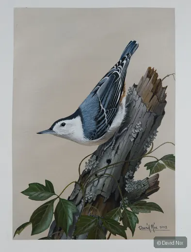 White-breasted nuthatch on weathered stump with green leaves.
