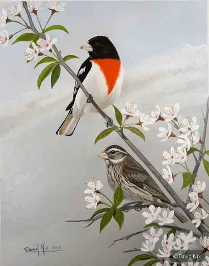 Rose-Breasted Grosbeak Pair in Crabapple; original wildlife artwork in the songbirds series.