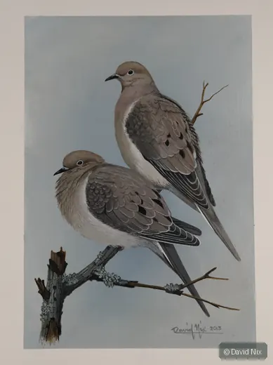 Pair of mourning doves perched on bare twigs.