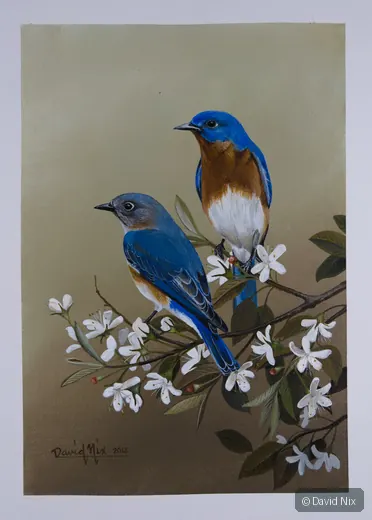 Pair of bluebirds among white blossoms.