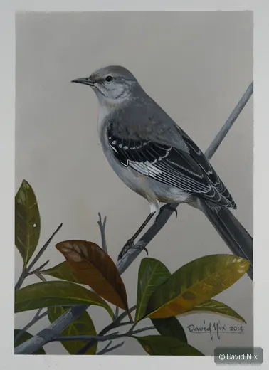Gray mockingbird perched above broad leaves.