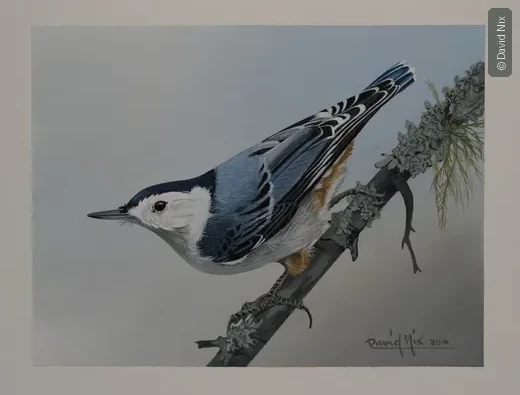 Nuthatch posed upright on pine branch with lichen.