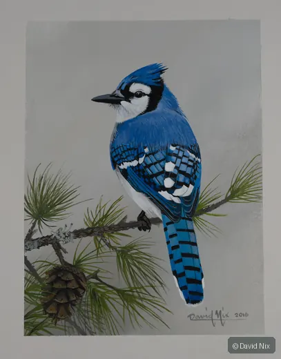 Blue jay perched on pine branch with cones.
