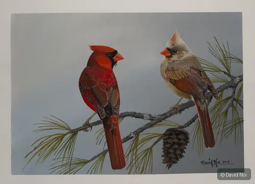 Male and female cardinals on pine branch with cone.
