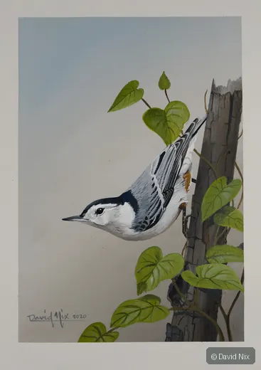 Nuthatch descending beside vine leaves and weathered post.