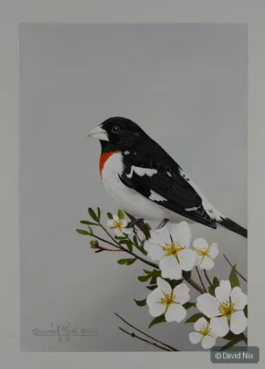 Rose-breasted grosbeak with white flowering branch.