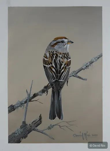 Sparrow perched on pale branch against neutral background.