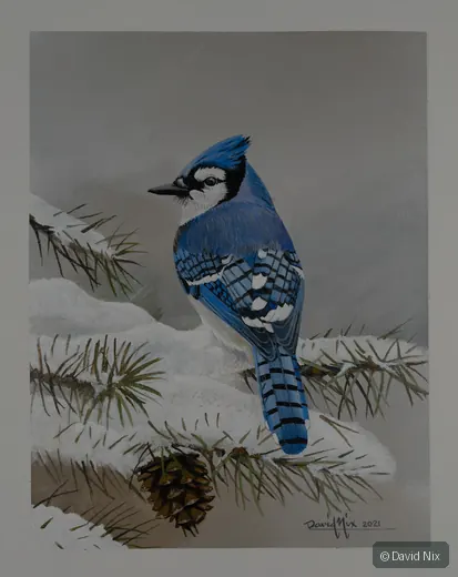 Blue jay on snow-covered pine branch with pine cone.