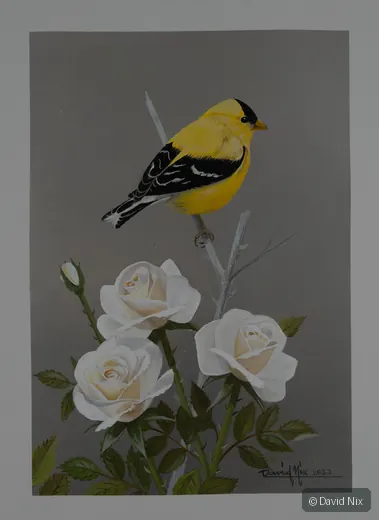 American goldfinch perched above white roses.