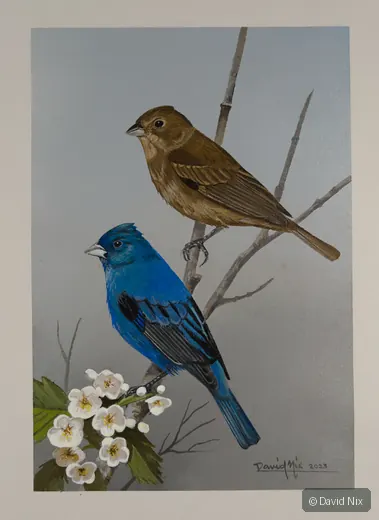 Blue male and brown female indigo bunting with blossoms.