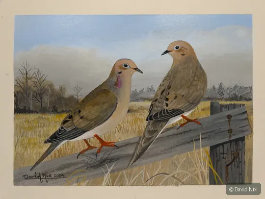 Pair of mourning doves on fence rail in open field.