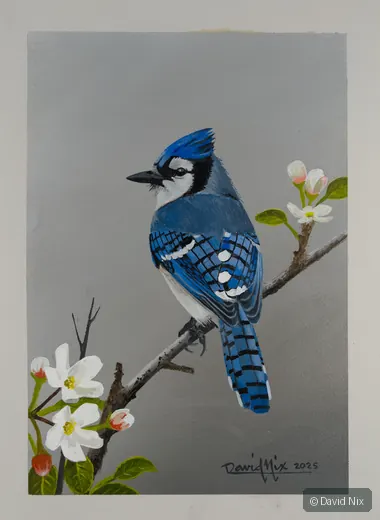 Blue jay perched near white blossoms.