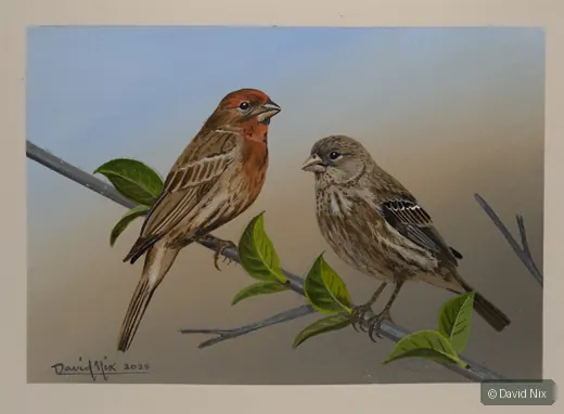 Pair of house finches on leafy branch.