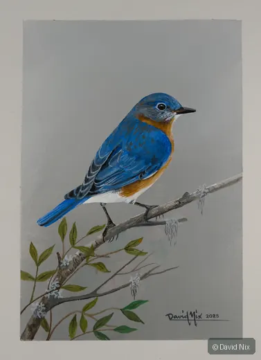 Eastern bluebird perched on thin branch with leaves.