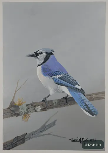Blue Jay on Mossy Branch, blue jay wildlife artwork by David Nix.