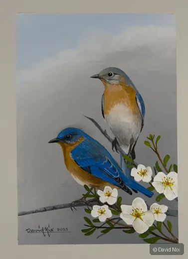 Pair of bluebirds with white blossoms.