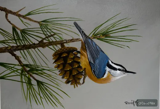 Indigo Blue Bunting in Pine; original wildlife artwork in the songbirds series.