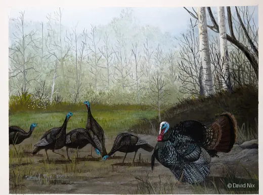 Turkey Flock Feeding; original wildlife artwork in the turkeys series.