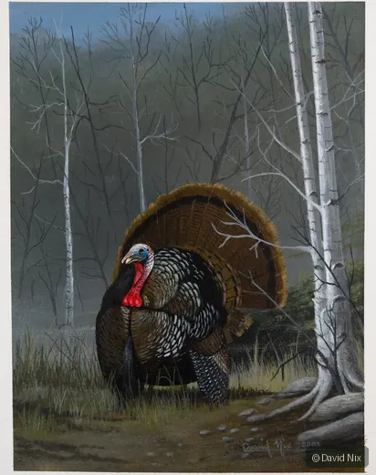 Tom Turkey in Full Display; original wildlife artwork in the turkeys series.