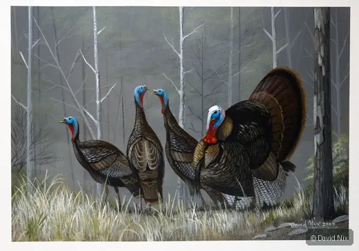 Early Morning Turkeys; original wildlife artwork in the turkeys series.