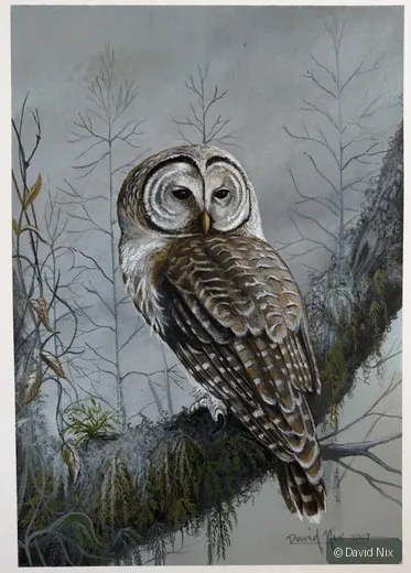 Barred Owl on Tree Branch; original wildlife artwork in the turkeys series.