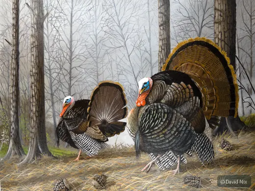 Tom Turkey Pair; original wildlife artwork in the turkeys series.