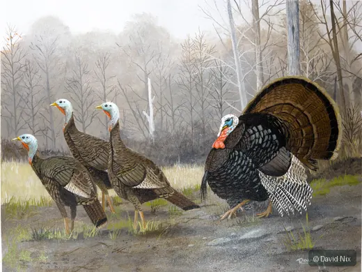 Turkey Group in Clearing; original wildlife artwork in the turkeys series.