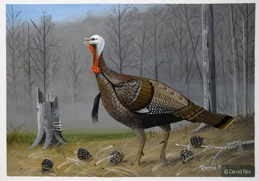 Turkey in the Field; original wildlife artwork in the turkeys series.