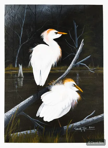 Cattle Egret in dramatic dark wetland setting.