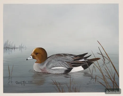 Eurasian Wigeon; eurasian wigeon wildlife subject in wetland setting.