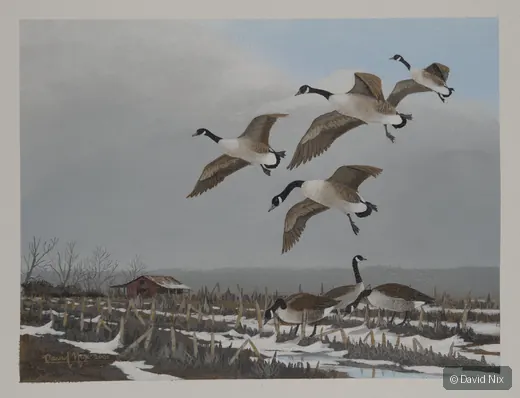 Canada Goose in winter flight over snowy wetland landscape.