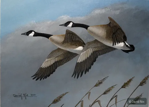 Canada Goose Pair in Flight wildlife artwork.