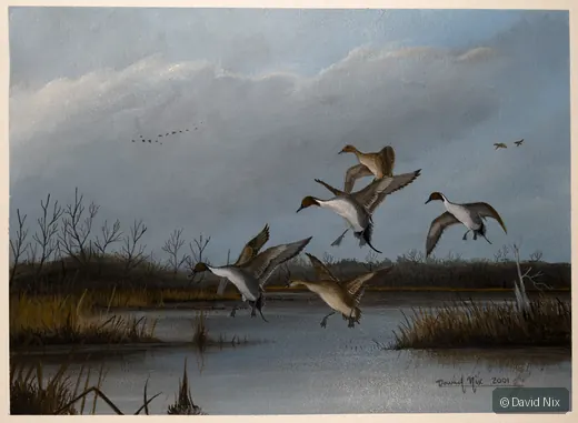 Pintails in the Fall; pintail duck wildlife artwork.