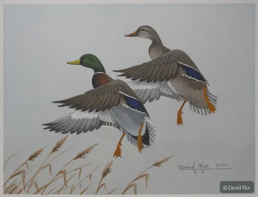 Mallard Pair Landing in Reeds; mallard duck wildlife artwork.