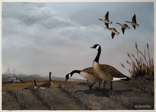 Canada Geese Flock at a Pitstop; canada goose wildlife artwork.