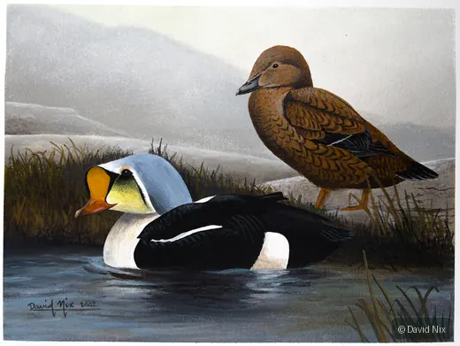 King Eider Pair; eider duck wildlife artwork.