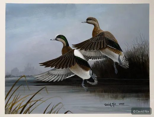 American Wigeon Pair Landing (DS) wildlife artwork.