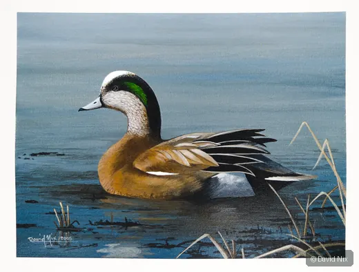 American Wigeon; american wigeon wildlife subject in wetland setting.