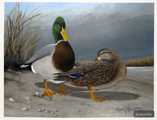 Mallard Duck Pair on Beach wildlife artwork.