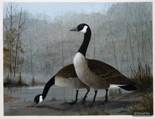 Canada Goose Pair Feeding wildlife artwork.