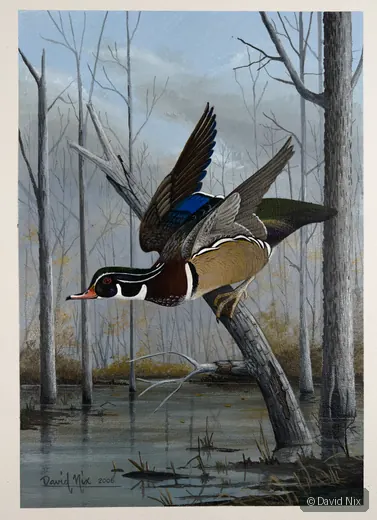 Wood Duck in Flight wildlife artwork.