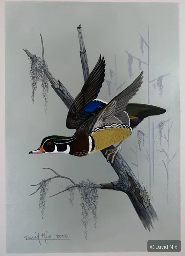 Wood Duck Launching; original wildlife artwork in the waterfowl series.