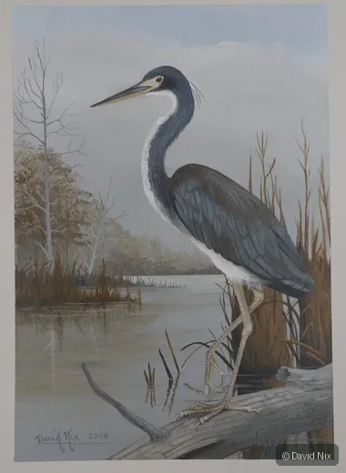 Louisiana Heron Perched on Shoreline; original wildlife artwork in the waterfowl series.