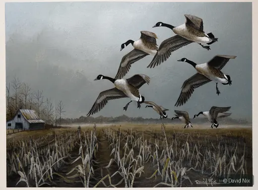 Canada Geese Landing near Barn; canada goose subject in the waterfowl series.