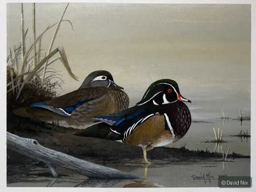 Wood Duck Pair on Water’s Edge; original wildlife artwork in the waterfowl series.