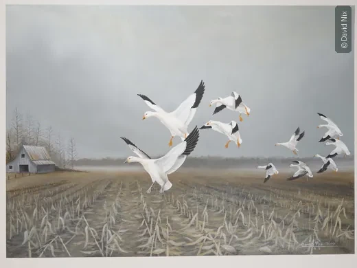 Snow Geese Farm Landing; snow goose subject in the waterfowl series.
