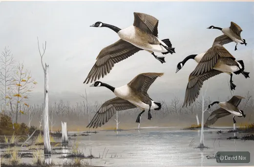Canada Geese Landing in Winter Pond; canada goose subject in the waterfowl series.