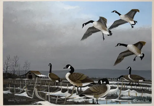 Canada Geese Landing in Winter Farmland; canada goose subject in the waterfowl series.