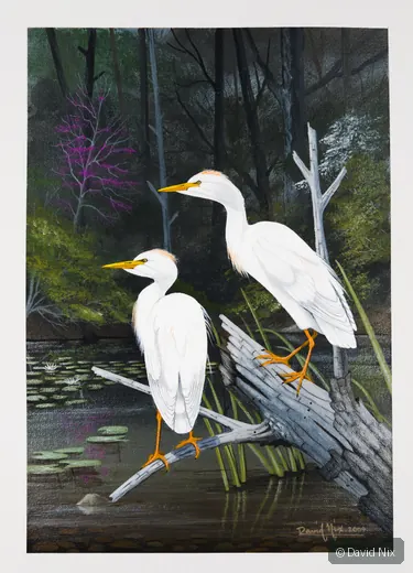 Pair of cattle egret in a marsh or wetland setting.